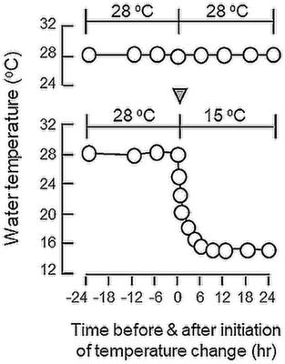 Mechanisms for Temperature Modulation of Feeding in Goldfish and Implications on Seasonal Changes in Feeding Behavior and Food Intake